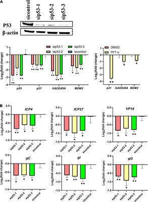 P53 maintains gallid alpha herpesvirus 1 replication by direct regulation of nucleotide metabolism and ATP synthesis through its target genes